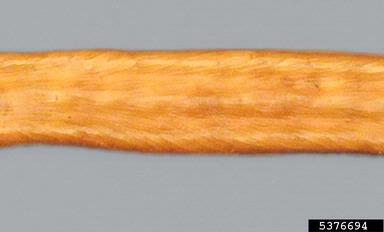 kiawe, Prosopis pallida  (Fabales: Fabaceae (Leguminosae)) - 5376694