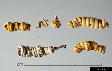 Argentine screwbean, Prosopis strombulifera  (Fabales: Fabaceae (Leguminosae)) - 5376725