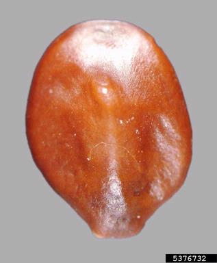 lata, Prosopis torquata  (Fabales: Fabaceae (Leguminosae)) - 5376732