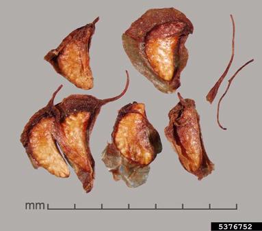 Molucca raspberry, Rubus moluccanus  (Rosales: Rosaceae) - 5376752