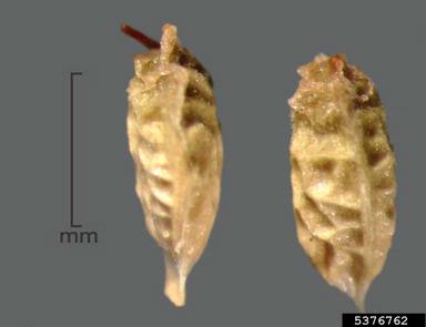 West Indian raspberry, Rubus rosifolius  (Rosales: Rosaceae) - 5376762