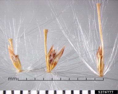 wild sugarcane, Saccharum spontaneum  (Cyperales: Poaceae) - 5376777
