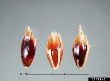 johnsongrass, Sorghum halepense  (Cyperales: Poaceae) - 5376841