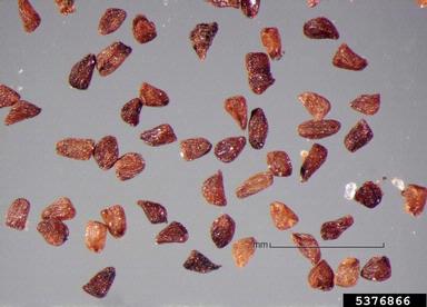 cowpea witchweed, Striga gesnerioides  (Scrophulariales: Scrophulariaceae) - 5376866