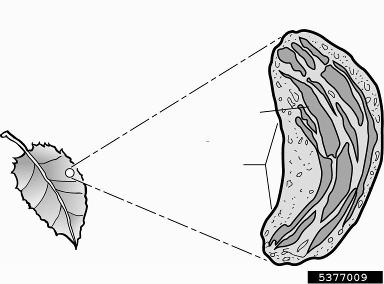 tree anatomy,    - 5377009
