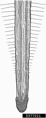 tree anatomy,    - 5377011