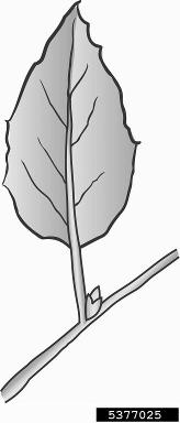 tree anatomy,    - 5377025