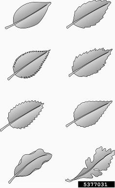 tree anatomy,    - 5377031