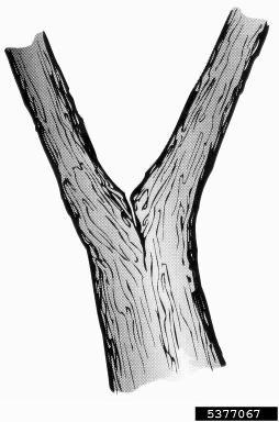 cracks or splits,    - 5377067
