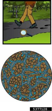 soil compaction,    (Abiotic: Other abiotic damage) - 5377128