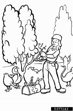 plant diagnostics,    - 5377143
