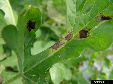 downy mildew (Pseudoperonospora cubensis ) on watermelon (Citrullus lanatus var. lanatus) - 5377183