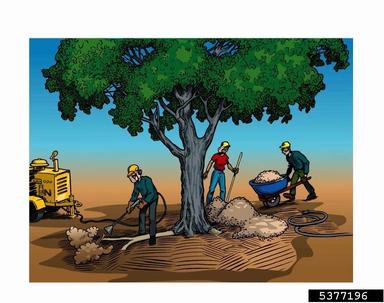 root zone excavation,    - 5377196