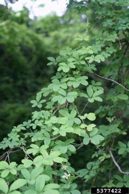 chocolate vine, Akebia quinata  (Ranunculales: Lardizabalaceae) - 5377422