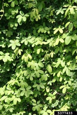 chocolate vine, Akebia quinata  (Ranunculales: Lardizabalaceae) - 5377433