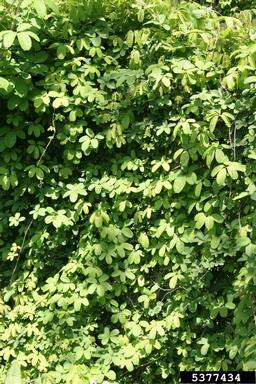 chocolate vine, Akebia quinata  (Ranunculales: Lardizabalaceae) - 5377434