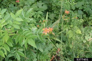 blackberry lily, Belamcanda chinensis  (Liliales: Iridaceae) - 5377451