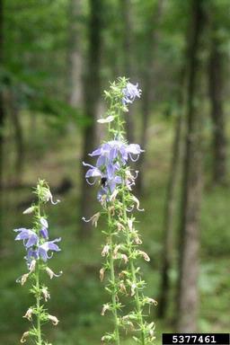 American bellflower, Campanulastrum americanum  (Campanulales: Campanulaceae) - 5377461