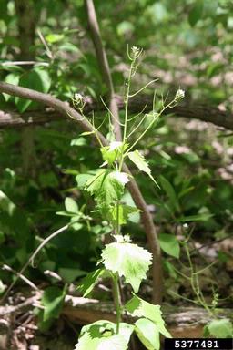 garlic mustard, Alliaria petiolata  (Capparales: Brassicaceae) - 5377481