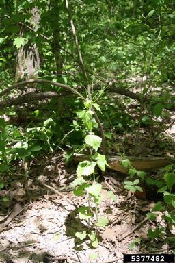 garlic mustard, Alliaria petiolata  (Capparales: Brassicaceae) - 5377482