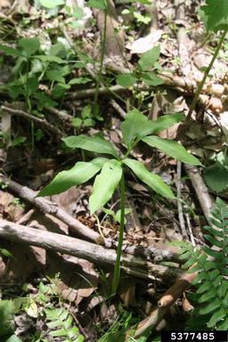 green dragon, Arisaema dracontium  (Arales: Araceae) - 5377485