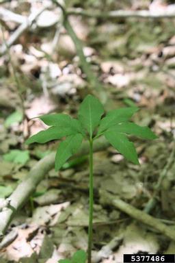 green dragon, Arisaema dracontium  (Arales: Araceae) - 5377486