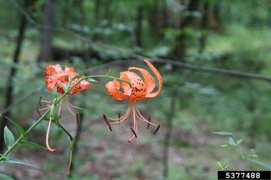 tiger lily, Lilium lancifolium  (Liliales: Liliaceae) - 5377488