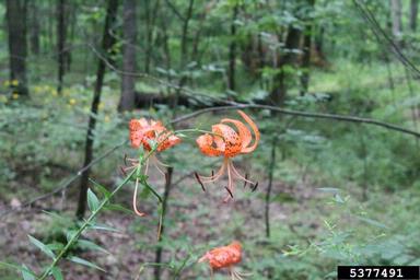 tiger lily, Lilium lancifolium  (Liliales: Liliaceae) - 5377491