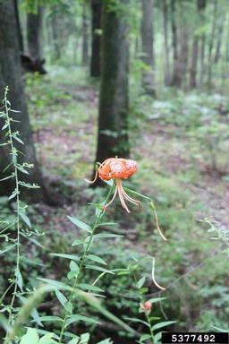 tiger lily, Lilium lancifolium  (Liliales: Liliaceae) - 5377492