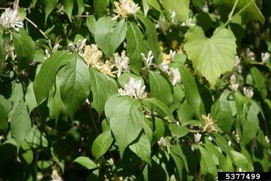 Amur honeysuckle, Lonicera maackii  (Dipsacales: Caprifoliaceae) - 5377499
