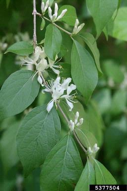 Amur honeysuckle, Lonicera maackii  (Dipsacales: Caprifoliaceae) - 5377504