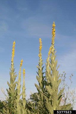 common mullein, Verbascum thapsus  (Scrophulariales: Scrophulariaceae) - 5377523