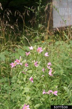 rosepink, Sabatia angularis  (Gentianales: Gentianaceae) - 5377530