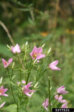 rosepink, Sabatia angularis  (Gentianales: Gentianaceae) - 5377531