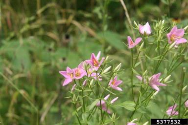 rosepink, Sabatia angularis  (Gentianales: Gentianaceae) - 5377532