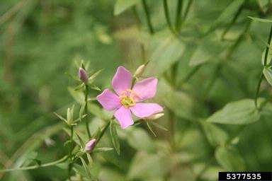 rosepink, Sabatia angularis  (Gentianales: Gentianaceae) - 5377535