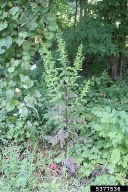 mullein foxglove, Dasistoma macrophylla  (Scrophulariales: Scrophulariaceae) - 5377536