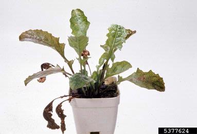bacterial leaf spot (Pseudomonas cichorii ) on Barberton daisy (Gerbera jamesonii ) - 5377624