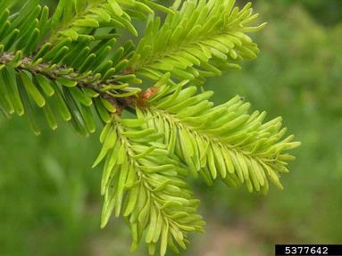 adelgid (Dreyfusia nordmannianae ) on silver fir (Abies alba ) - 5377642