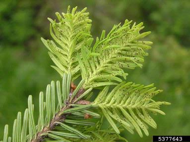 adelgid (Dreyfusia nordmannianae ) on silver fir (Abies alba ) - 5377643
