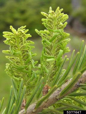 adelgid (Dreyfusia nordmannianae ) on silver fir (Abies alba ) - 5377647