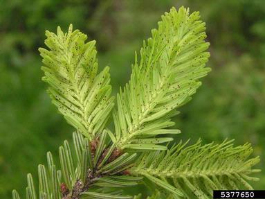 adelgid (Dreyfusia nordmannianae ) on silver fir (Abies alba ) - 5377650