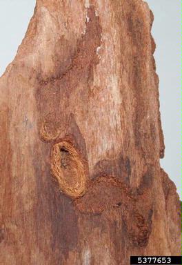 European silver fir weevil (Pissodes piceae ) on silver fir (Abies alba ) - 5377653