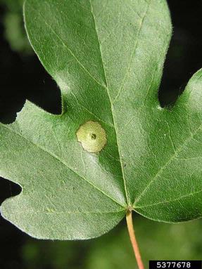 casebearer moths (Coleophora spp. ) on hedge maple (Acer campestre ) - 5377678
