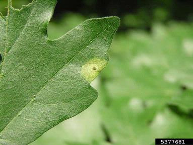 casebearer moths (Coleophora spp. ) on hedge maple (Acer campestre ) - 5377681