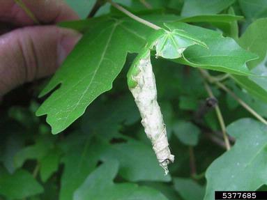 birch leaf-roller (Deporaus betulae ) on hedge maple (Acer campestre ) - 5377685