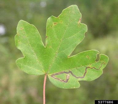 butterflies, moths or skippers (Lepidoptera (Order)  ) on maple (Acer spp. ) - 5377686