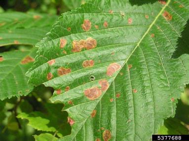 horse chestnut leafminer (Cameraria ohridella ) on common horse chestnut (Aesculus hippocastanum ) - 5377688