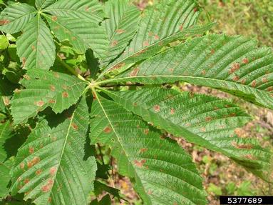horse chestnut leafminer (Cameraria ohridella ) on common horse chestnut (Aesculus hippocastanum ) - 5377689