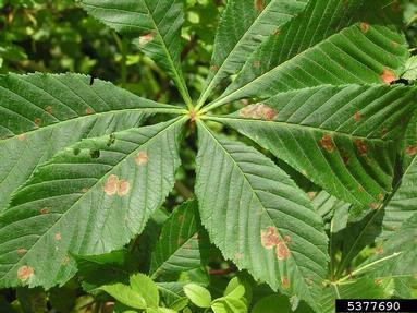 horse chestnut leafminer (Cameraria ohridella ) on common horse chestnut (Aesculus hippocastanum ) - 5377690